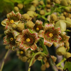 Brachychiton diversifolius