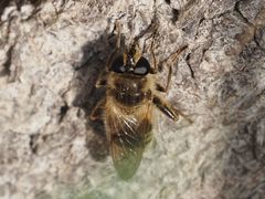 Criorhina pachymera