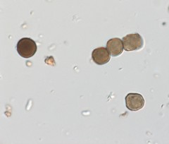 Apiospora sphaerosperma