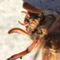 Polyphylla cavifrons