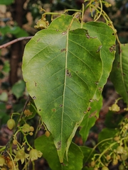 Brachychiton diversifolius, photograph (c) Roland Muench, some rights reserved (CC BY)