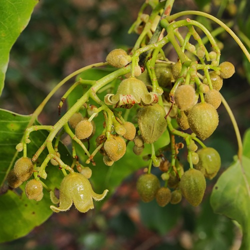 Brachychiton diversifolius, photograph 2