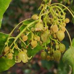 Brachychiton diversifolius, photograph (c) Roland Muench, some rights reserved (CC BY)