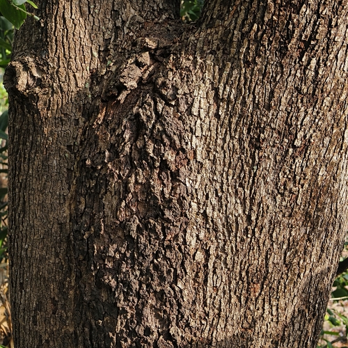 Brachychiton diversifolius, photograph 3