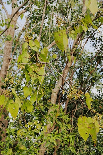 Brachychiton diversifolius, photograph 4