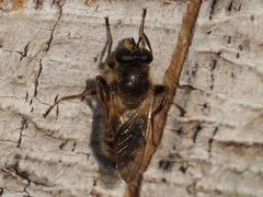 Criorhina pachymera