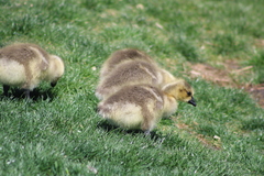 Branta canadensis moffitti