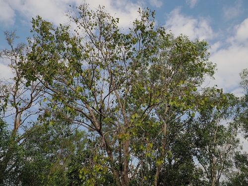 Brachychiton diversifolius, photograph 5