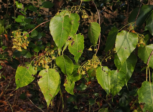 Brachychiton diversifolius, photograph 6