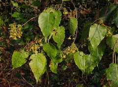 Brachychiton diversifolius, photograph (c) Roland Muench, some rights reserved (CC BY)
