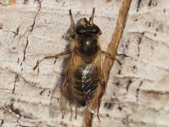 Criorhina pachymera