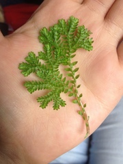 Selaginellaceae