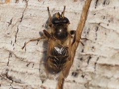 Criorhina pachymera