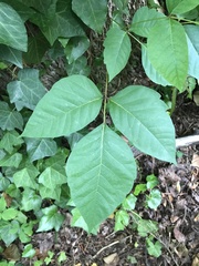 Toxicodendron radicans
