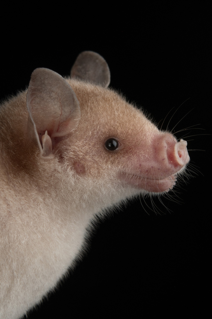 Jamaican Flower Bat