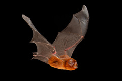 Antillean Ghost-Faced Bat photo 1
