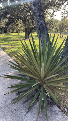 Spanish dagger