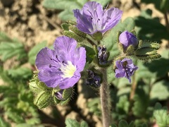 Phacelia ciliata