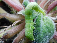 Orthosia cerasi
