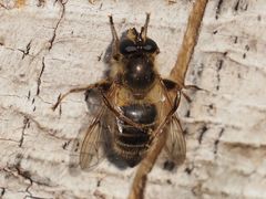 Criorhina pachymera