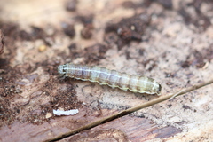 Cosmia trapezina
