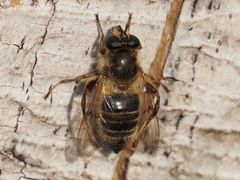 Criorhina pachymera