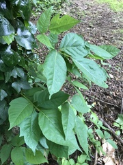 Toxicodendron radicans