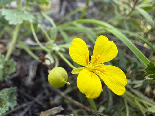 Fendler's bladderpod