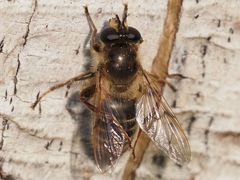 Criorhina pachymera