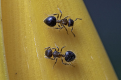 Meranoplus bicolor