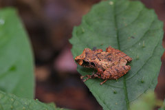 Pristimantis ockendeni