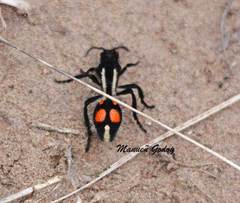 Traumatomutilla centralis