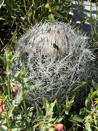 Rapicactus beguinii, photograph 5