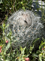 Rapicactus beguinii, photograph (c) Cody Hinchliff, some rights reserved (CC BY)
