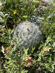 Rapicactus beguinii, photograph (c) Cody Hinchliff, some rights reserved (CC BY)