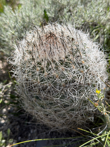 Rapicactus beguinii