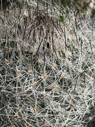 Rapicactus beguinii, photograph 4