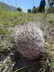 Rapicactus beguinii, photograph (c) Cody Hinchliff, some rights reserved (CC BY)