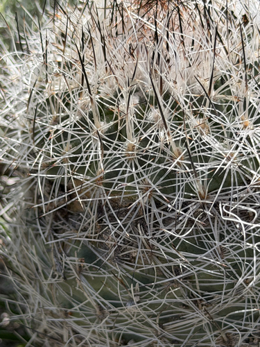 Rapicactus beguinii, photograph 2