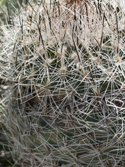 Rapicactus beguinii, photograph (c) Cody Hinchliff, some rights reserved (CC BY)