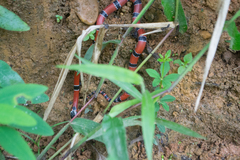 Micrurus dumerilii antioquiensis