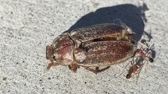 Polyphylla cavifrons