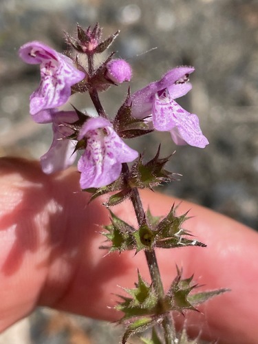 Stachys hispida, photograph 6