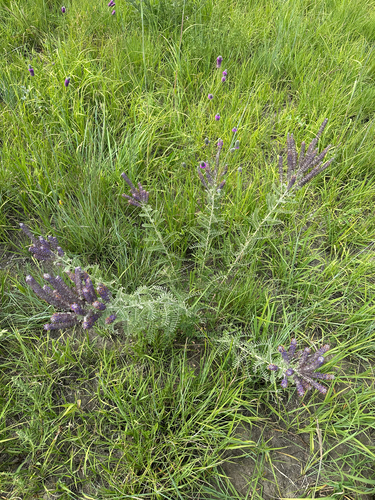 leadplant