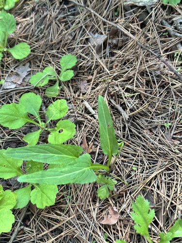 Viola mandshurica