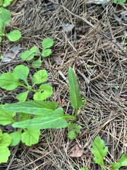 Viola mandshurica