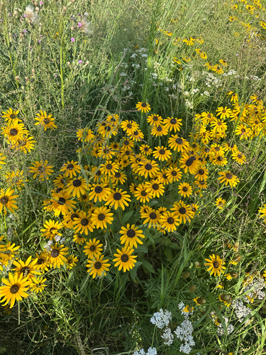 black-eyed Susan