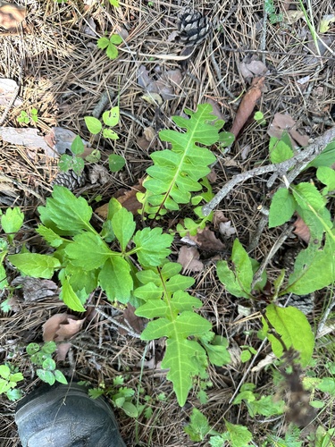 Saussurea pulchella, photograph 3