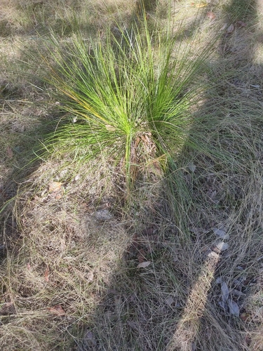 Xanthorrhoea latifolia, photograph 5