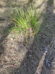 Xanthorrhoea latifolia, photograph (c) Tony van Kampen, some rights reserved (CC BY)